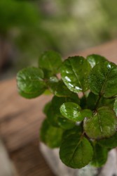 绿色植物室内摆拍高清图