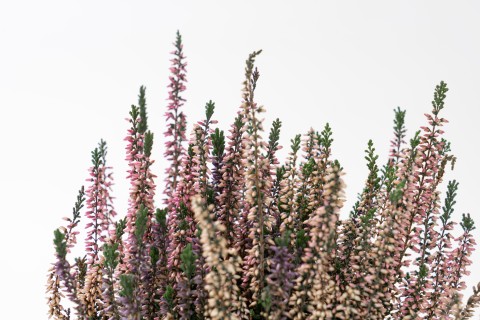 紫色卡拉多纳鼠尾草高清图