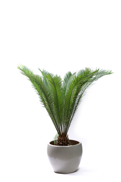 室内观赏植物铁树实拍图