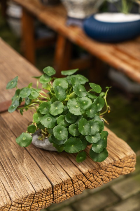 草本植物桌面盆栽植物图版权图片下载