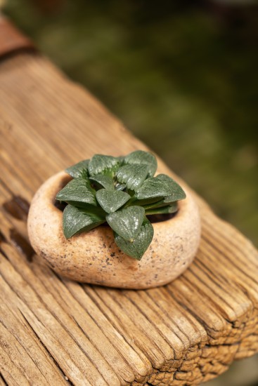 精致盆栽多肉小盆景高清图