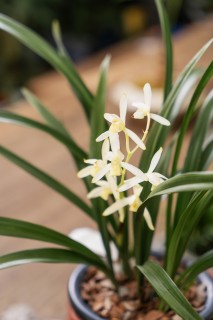 白色兰花草高清图