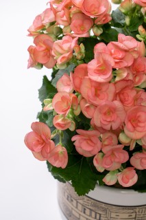 粉色海棠花盆栽高清图