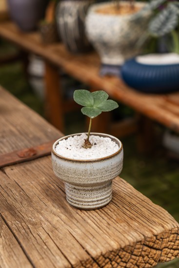 日式简约风小盆栽高清图