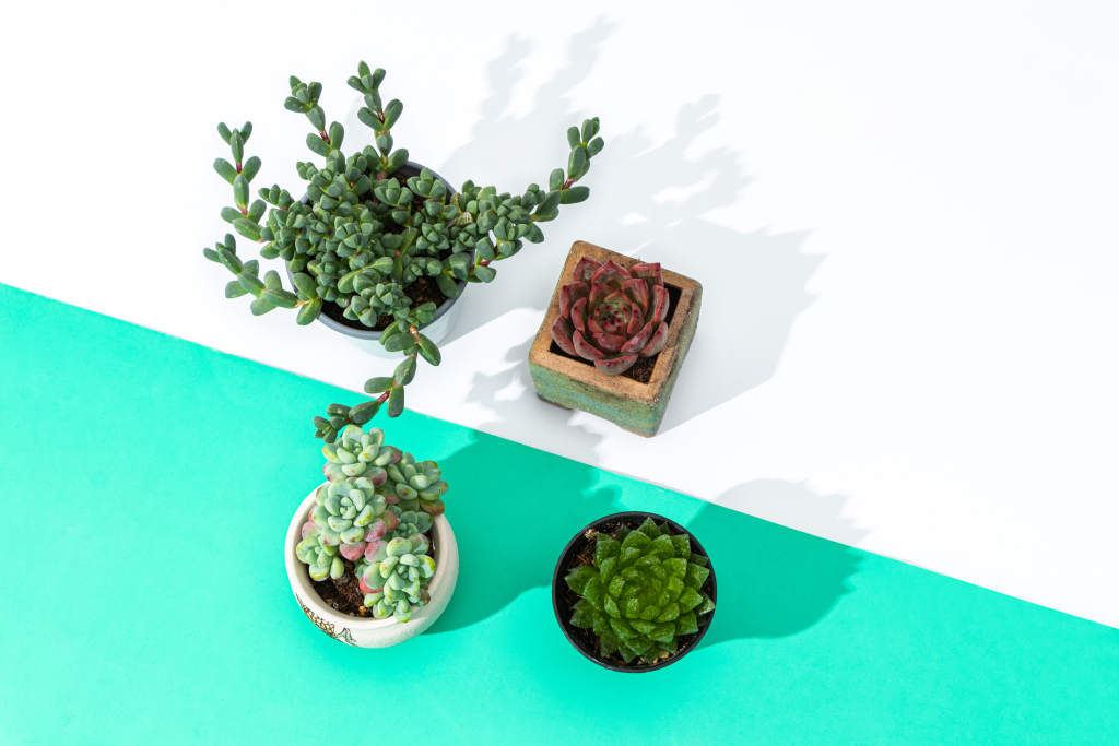 多肉植物组合室内好养盆栽实拍图版权图片下载