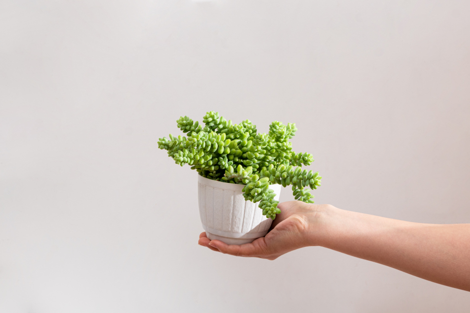 手托翠绿的多肉近景高清图