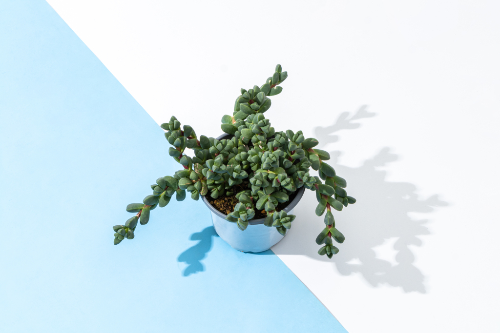 办公桌面绿色多肉盆栽实拍图版权图片下载