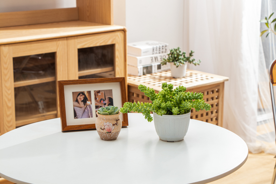 家居摆件多肉盆栽高清图