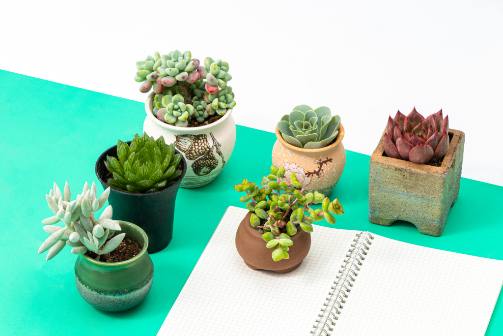 办公环境绿色清新多肉植物实拍图版权图片下载