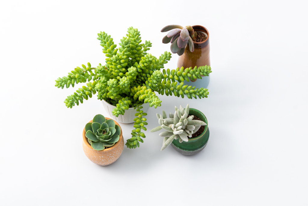 群生多肉盆栽花卉组合实拍图版权图片下载