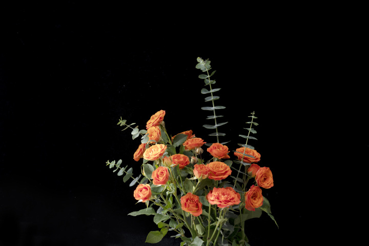 色彩浓烈的泡泡玫瑰实拍图版权图片下载