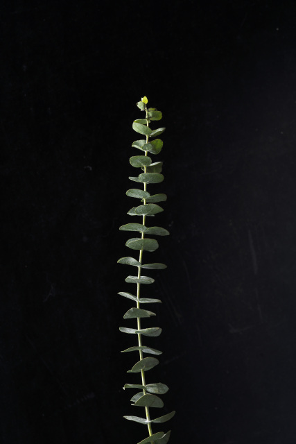 尤加利叶大自然的恩赐高清图