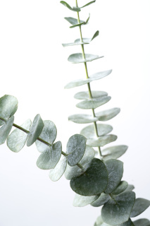 优美的尤加利枝条高清图