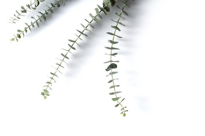 尤加利叶绿色叶片实拍图