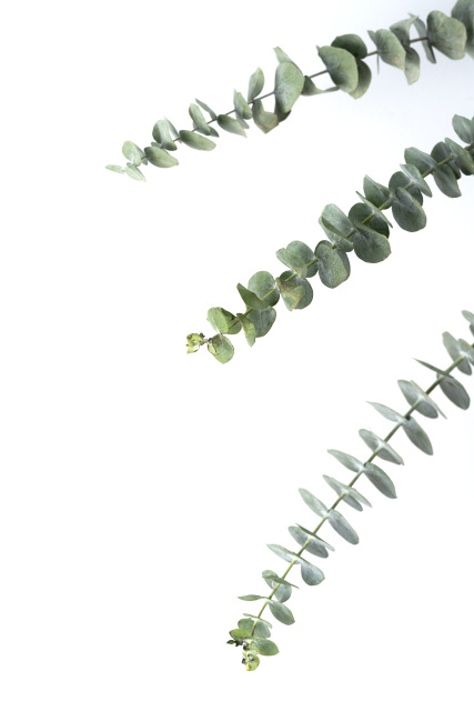 俯拍唯美尤加利叶高清图