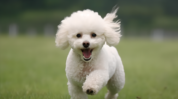 贵宾犬在草坪上微笑奔跑摄影图