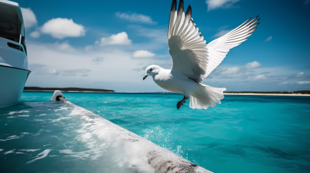 海上飞翔的白鸽摄影照片