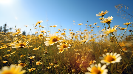 清新淡雅的黄色雏菊与蓝天背景摄影图片