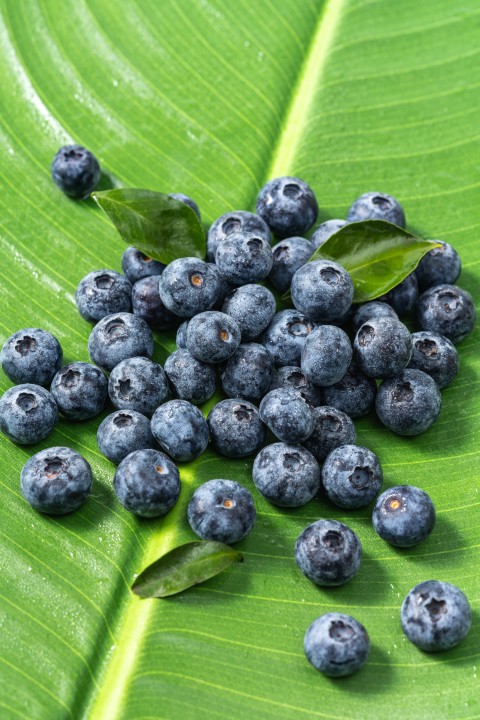 优选大颗蓝莓实拍图版权图片下载