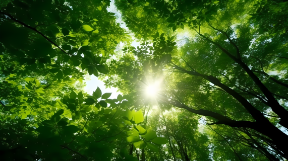 绿林碧波阳光透过树叶的森林摄影图
