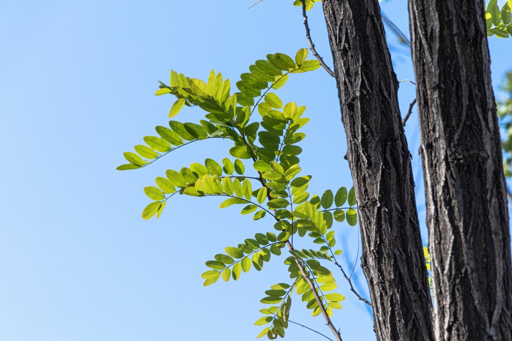 绿色的树叶近景实拍图版权图片下载