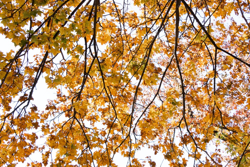 一大片黄色的树叶实拍图版权图片下载