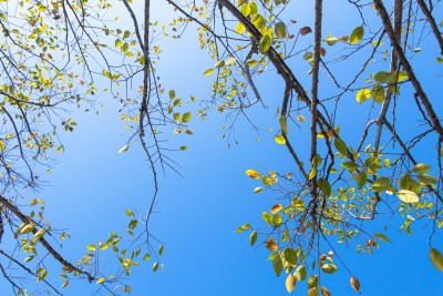 蓝天树枝绿叶摄影图