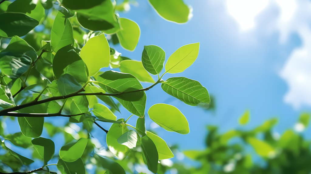 清新怡人的绿叶蓝天摄影图