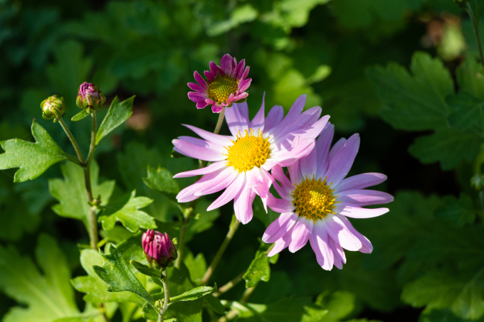 粉紫色的鲜花俯拍高清图版权图片下载
