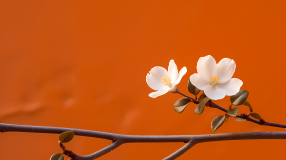 优雅的白色花朵和橙色背景摄影图