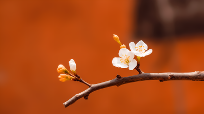 沙漠风格白花枝头橙色背景摄影图