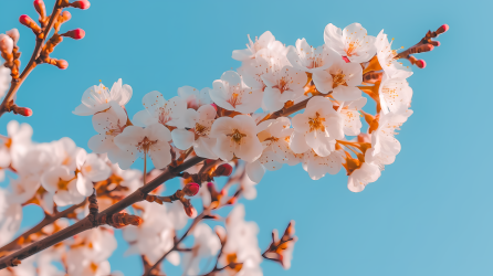 禅意枝头清雅粉色樱花摄影图