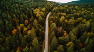 森林里的道路与树木摄影图