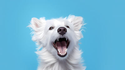 白色张嘴快乐犬蓝底背景摄影图