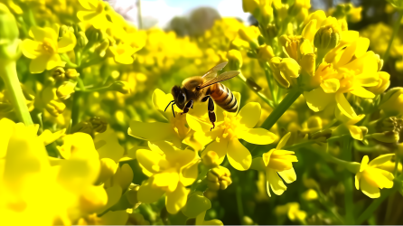 田园风格油菜花绿叶蜜蜂摄影图