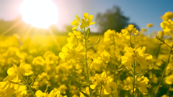 黄色花海油菜花田间的阳光与枝叶摄影图