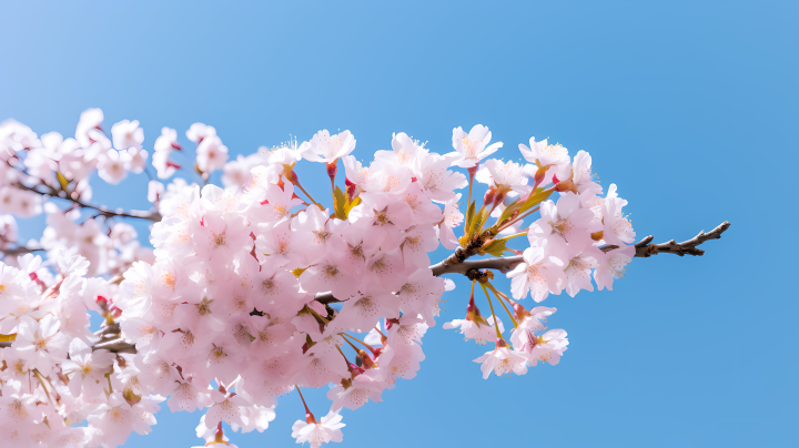 粉色樱花树枝白花在蓝天背景下摄影版权图片下载