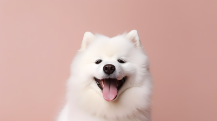 白色狗狗微笑摄影图