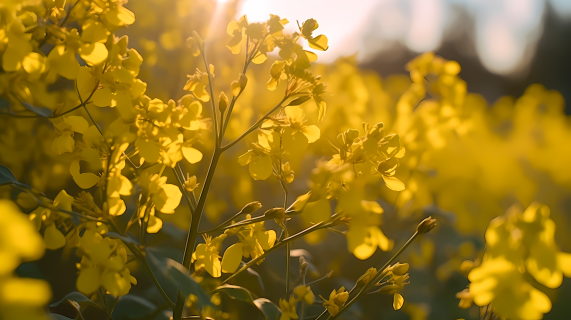 自然风光阳光下的油菜花田摄影图