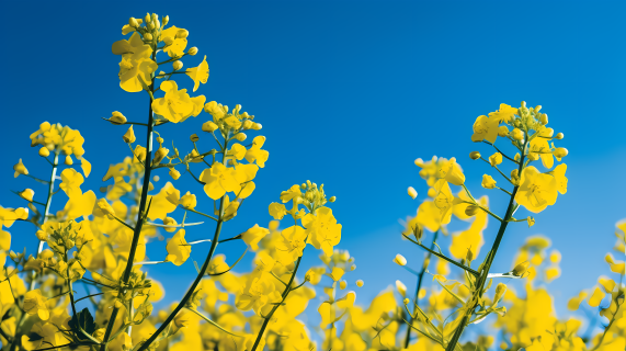油菜花田下的蓝天高能量的摄影图