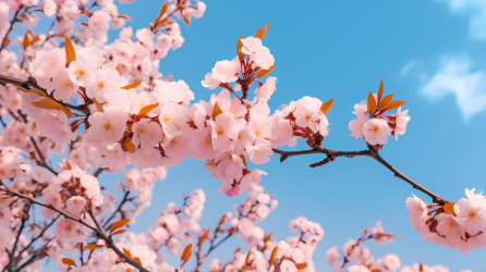 蓝天下枝头上的粉色樱花的照片