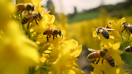 芥菜花田上的蜜蜂采蜜摄影图