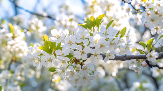 轻盈感花瓣飘落春季白色樱花摄影图