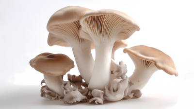 天然食品蔬菜野生白蘑菇摄影图