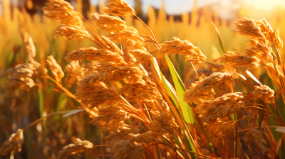 金黄色稻田里的美丽稻谷摄影图