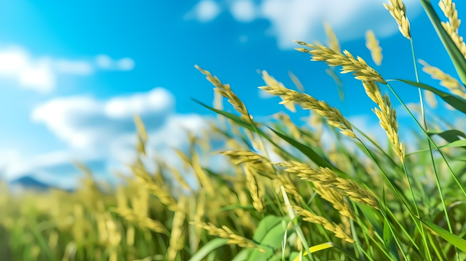 金色稻田蓝天白云间的摄影图片