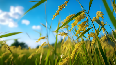 金色稻田蓝天白云下的稻谷摄影图
