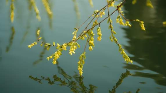 柳树上的小黄花水中漂浮摄影图片