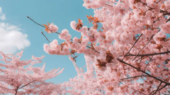 唯美粉色樱花蓝色天空摄影图