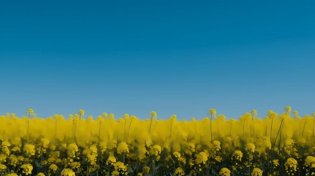 金色油菜花海摄影图版权图片下载